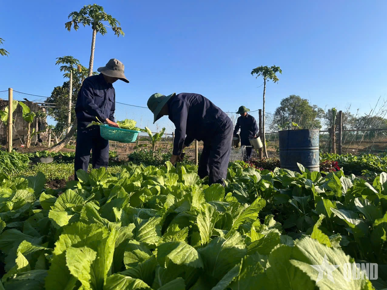 Bộ đội Đội K51 giỏi tăng gia trên vùng đất khô cằn